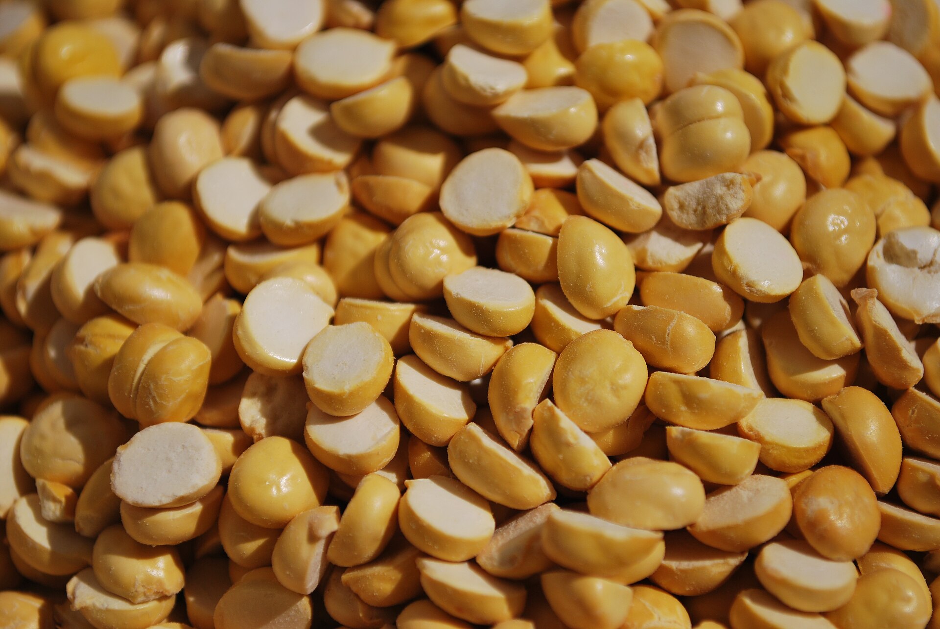 Real photograph of Bengal gram