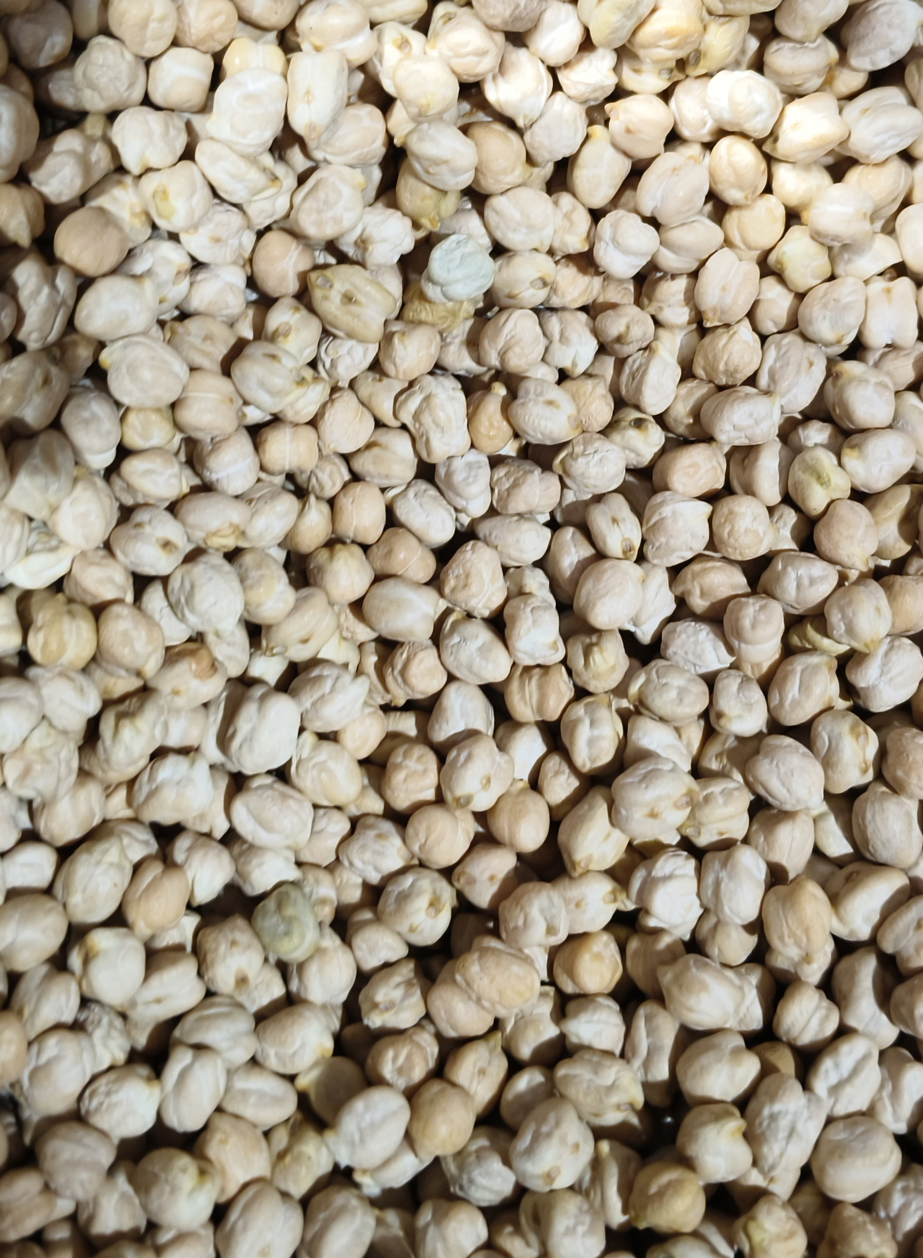 Real photograph of Kabuli white chickpeas