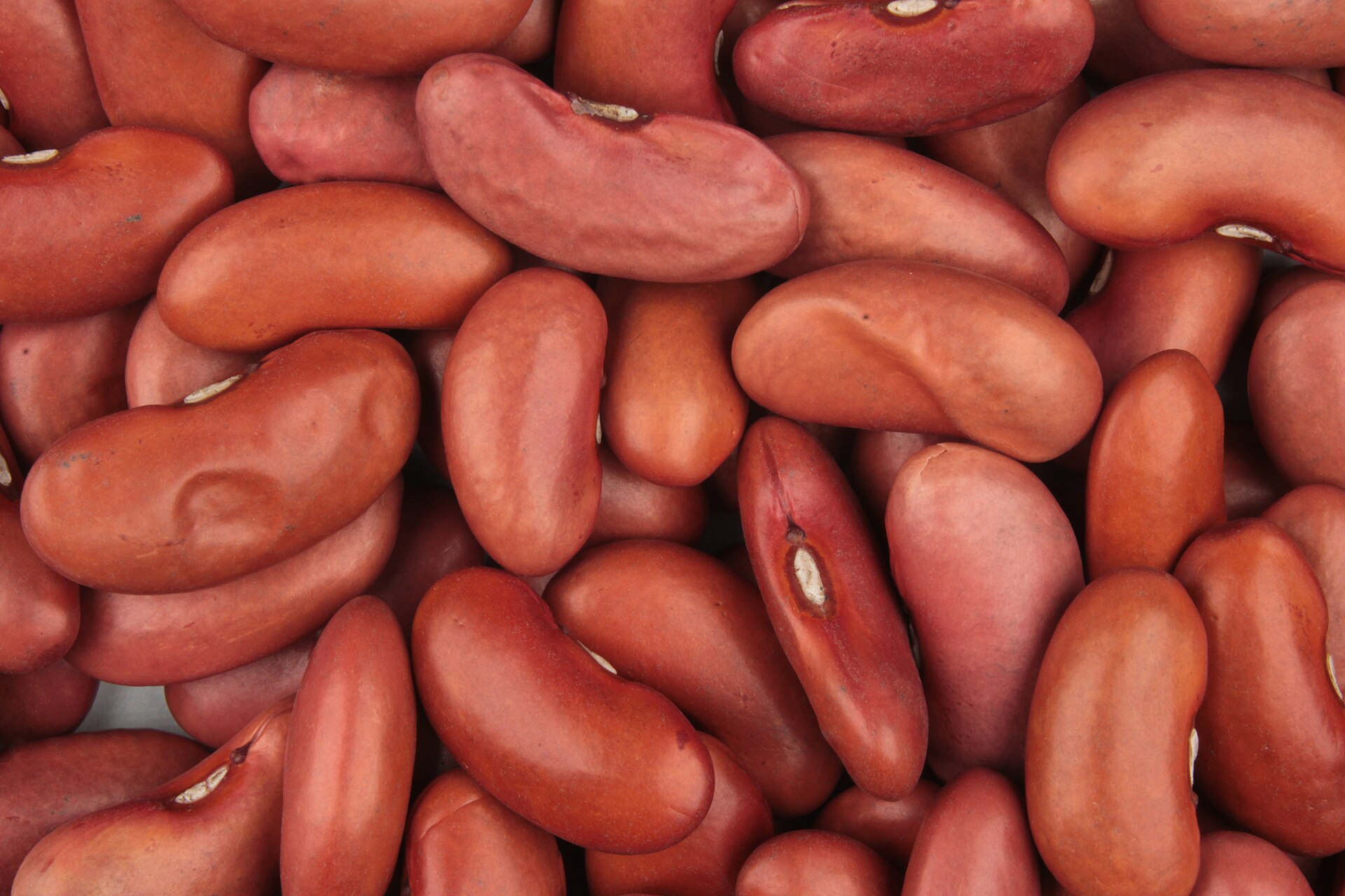 Real photograph of red kidney beans