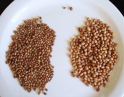 Real photograph of moth beans
