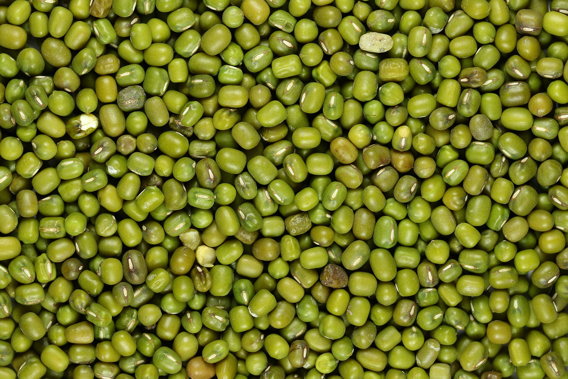 Real photograph of whole green mung beans