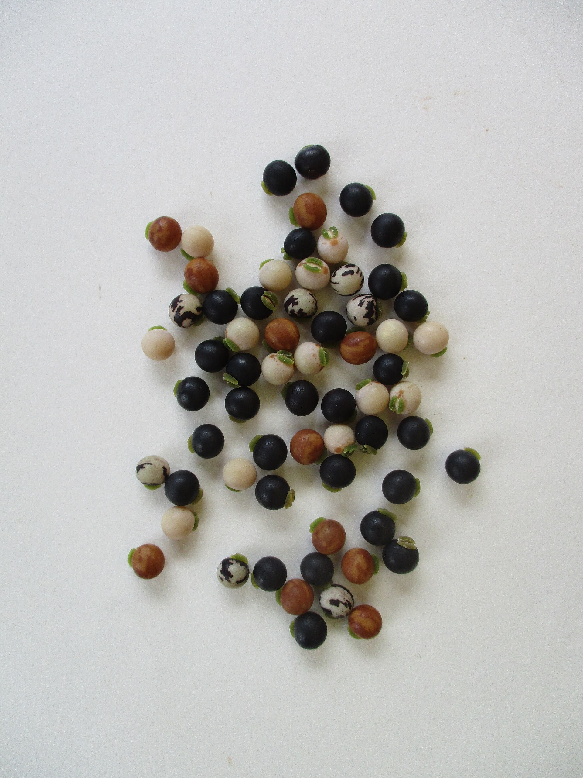 Real photograph of pigeon peas